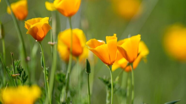 California poppies bloom south of Folsom on Thursday, March 28, 2024. HECTOR AMEZCUA hamezcua@sacbee.com