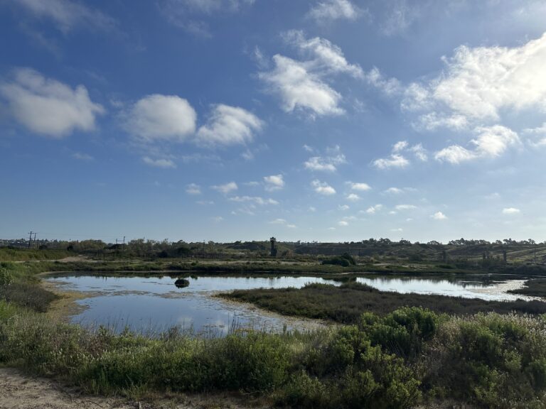 Randall Preserve Wetlands - Credit Melanie Schlotterbeck