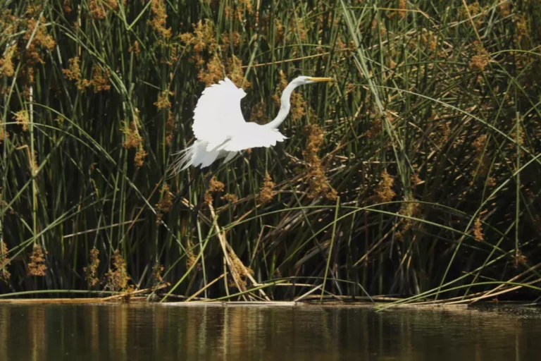 The 384-acre Randall Preserve, formerly known as the Banning Ranch, a former oil field, is considered one of the last undeveloped plots of coastal real estate in Orange County, and is a habitat for burrowing owls, fairy shrimp, peregrine falcons and other wildlife. (Carolyn Cole / Los Angeles Times)