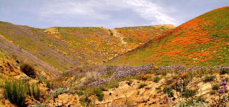 California wildflowers